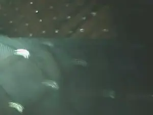 Cam4 Live Sex Cam of clodetta