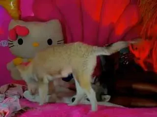 Camsoda Live Sex of kandy-ebony