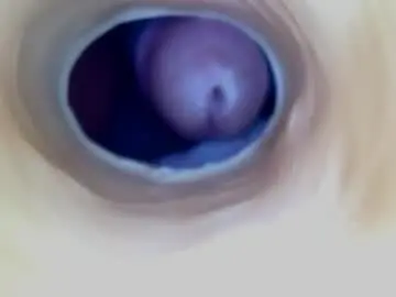 Chaturbate Private Sex Chat of paulainoscente